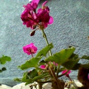 Meet your Posher, Carol